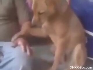Guy sneakily rewards his brown dog with a nice handjob