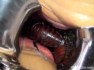 Skinny Latina lets huge bugs slide inside of her hole