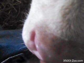 Sexy cow licking all over that delicious penis