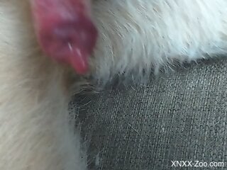 Sexy cock being pleasured in a handjob zoo scene