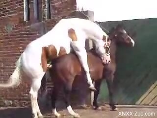 Man tapes horses fucking and that makes him feel aroused