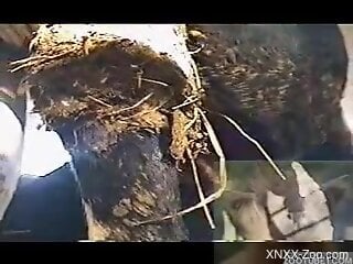 Aroused man prepares to roughly fuck his cow
