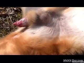 Horny man feels attracted to the dog cock and wants to feel it