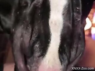 Insolent man combines nude porn with his furry dog