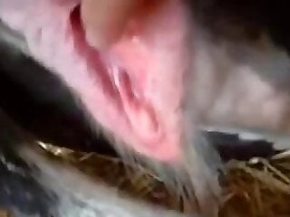 Woman animal porn